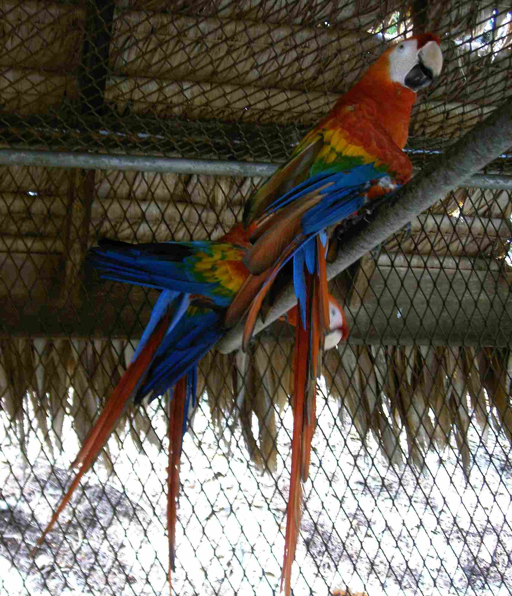 parrots